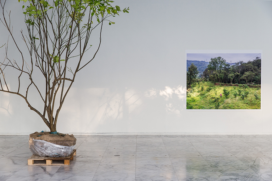 《五百棵檸檬樹：有機檔案》黃博志個展 –以情感與契約佐酒，讓檸檬樹苗釀造出一座工廠 - 室內設計新聞 4